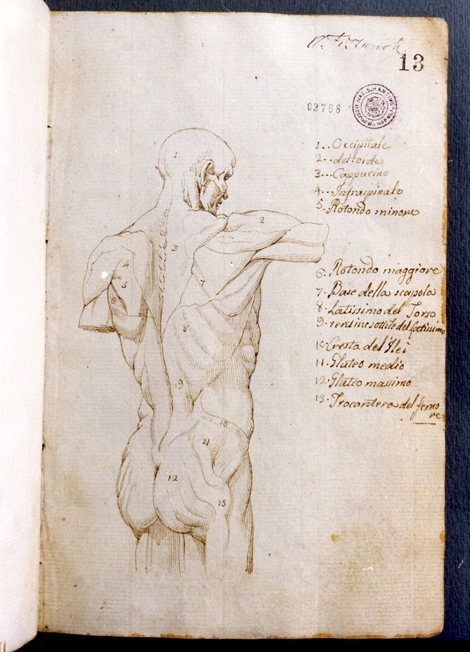 Studio di anatomia del corpo umano - Certosa di san Martino, Napoli